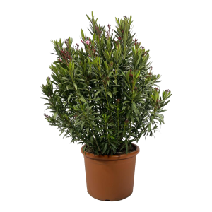 Oleander Busch gross 1